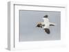 Scotland, Shetland Islands. Flying Gannet with Nesting Material-Cathy & Gordon Illg-Framed Photographic Print