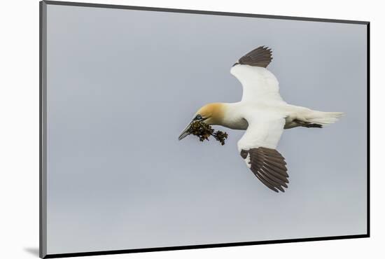 Scotland, Shetland Islands. Flying Gannet with Nesting Material-Cathy & Gordon Illg-Mounted Photographic Print