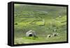 Scotland, St Kilda Archipelago, Hirta Island, Abandoned Settlement-Martin Zwick-Framed Stretched Canvas