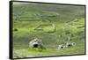 Scotland, St Kilda Archipelago, Hirta Island, Abandoned Settlement-Martin Zwick-Framed Stretched Canvas