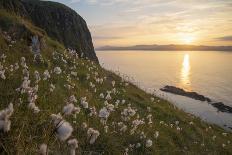 Cotton grass growing on Garbh Eilean, Hebrides, Scotland-SCOTLAND: The Big Picture-Framed Photographic Print