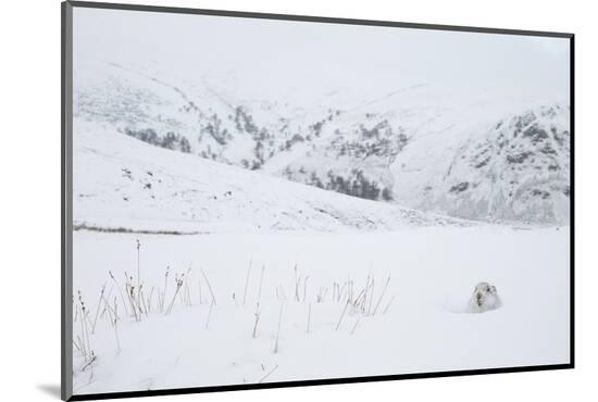 Photographic Print, , large