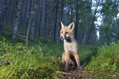 Red fox cub in woodland clearing, Cairngorms NP, Scotland-SCOTLAND: The Big Picture-Photographic Print