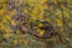 Red squirrel silhouetted against autumnal woodland, Highlands, Scotland, UK, October-SCOTLAND: The Big Picture-Photographic Print