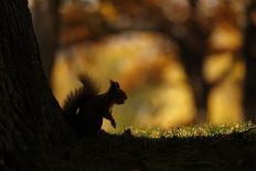 Red fox cub in woodland clearing, Cairngorms NP, Scotland-SCOTLAND: The Big Picture-Photographic Print