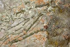 Red squirrel on old pine tree, looking through autumn birch foliage, Scotland, UK, October-SCOTLAND: The Big Picture-Photographic Print