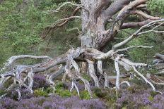 Scots pine and Common heather, Cairngorms, Scotland-SCOTLAND: The Big Picture-Photographic Print