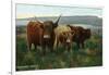 Scotland - View of Highland Cattle-Lantern Press-Framed Art Print