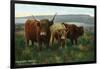 Scotland - View of Highland Cattle-Lantern Press-Framed Art Print