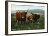 Scotland - View of Highland Cattle-Lantern Press-Framed Art Print