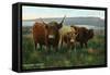 Scotland - View of Highland Cattle-Lantern Press-Framed Stretched Canvas