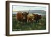 Scotland - View of Highland Cattle-Lantern Press-Framed Art Print