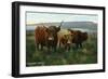 Scotland - View of Highland Cattle-Lantern Press-Framed Art Print