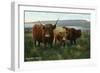 Scotland - View of Highland Cattle-Lantern Press-Framed Art Print