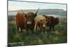 Scotland - View of Highland Cattle-Lantern Press-Mounted Art Print