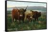 Scotland - View of Highland Cattle-Lantern Press-Framed Stretched Canvas