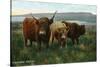 Scotland - View of Highland Cattle-Lantern Press-Stretched Canvas