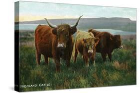 Scotland - View of Highland Cattle-Lantern Press-Stretched Canvas