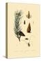 Scots Pine, 1833-39-null-Stretched Canvas