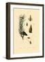 Scots Pine, 1833-39-null-Framed Giclee Print