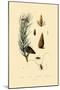 Scots Pine, 1833-39-null-Mounted Giclee Print