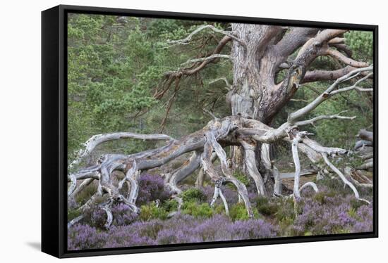 Scots pine and Common heather, Cairngorms, Scotland-SCOTLAND: The Big Picture-Framed Stretched Canvas