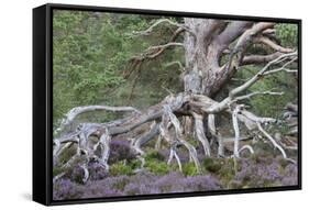 Scots pine and Common heather, Cairngorms, Scotland-SCOTLAND: The Big Picture-Framed Stretched Canvas