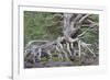 Scots pine and Common heather, Cairngorms, Scotland-SCOTLAND: The Big Picture-Framed Photographic Print