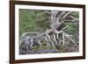 Scots pine and Common heather, Cairngorms, Scotland-SCOTLAND: The Big Picture-Framed Photographic Print