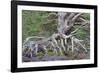 Scots pine and Common heather, Cairngorms, Scotland-SCOTLAND: The Big Picture-Framed Photographic Print