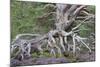 Scots pine and Common heather, Cairngorms, Scotland-SCOTLAND: The Big Picture-Mounted Photographic Print