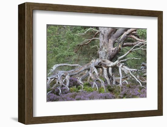 Scots pine and Common heather, Cairngorms, Scotland-SCOTLAND: The Big Picture-Framed Photographic Print