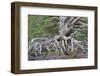 Scots pine and Common heather, Cairngorms, Scotland-SCOTLAND: The Big Picture-Framed Photographic Print