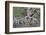 Scots pine and Common heather, Cairngorms, Scotland-SCOTLAND: The Big Picture-Framed Photographic Print