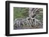 Scots pine and Common heather, Cairngorms, Scotland-SCOTLAND: The Big Picture-Framed Photographic Print