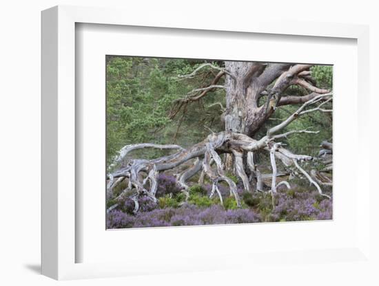 Scots pine and Common heather, Cairngorms, Scotland-SCOTLAND: The Big Picture-Framed Photographic Print