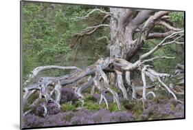 Scots pine and Common heather, Cairngorms, Scotland-SCOTLAND: The Big Picture-Mounted Photographic Print