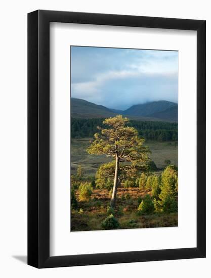 Scots pine and regenerating trees, Cairngorms, Scotland-null-Framed Photographic Print