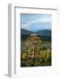 Scots pine and regenerating trees, Cairngorms, Scotland-null-Framed Photographic Print