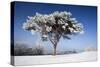 Scots Pine Covered in Snow and Frost-null-Stretched Canvas