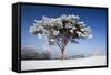 Scots Pine Covered in Snow and Frost-null-Framed Stretched Canvas
