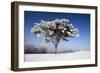 Scots Pine Covered in Snow and Frost-null-Framed Photographic Print