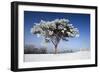 Scots Pine Covered in Snow and Frost-null-Framed Photographic Print