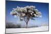 Scots Pine Covered in Snow and Frost-null-Mounted Photographic Print