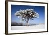 Scots Pine Covered in Snow and Frost-null-Framed Photographic Print
