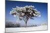 Scots Pine Covered in Snow and Frost-null-Mounted Photographic Print