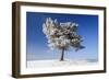 Scots Pine Covered in Snow and Frost-null-Framed Photographic Print