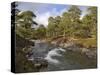 Scots Pine Forest and Lui Water, Deeside, Cairngorms National Park, Aberdeenshire, Scotland, UK-Gary Cook-Stretched Canvas