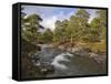 Scots Pine Forest and Lui Water, Deeside, Cairngorms National Park, Aberdeenshire, Scotland, UK-Gary Cook-Framed Stretched Canvas