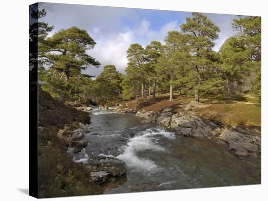 Scots Pine Forest and Lui Water, Deeside, Cairngorms National Park, Aberdeenshire, Scotland, UK-Gary Cook-Stretched Canvas